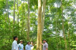 Phó Chủ tịch UBND tỉnh kiểm tra công tác bảo vệ rừng ở 3 huyện miền Tây Nghệ An