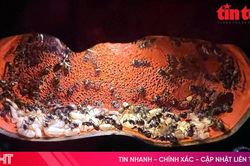 Khi kiến trở thành 'Pet' - trào lưu mới của giới trẻ