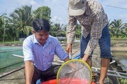 Hồi sinh nguồn lợi cá đồng