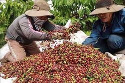 Giá cà phê hôm nay (14-8): Tăng nhẹ