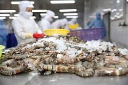 Tôm xuất khẩu giữ phong độ ở thị trường EU, dự báo bật tăng vào nửa cuối năm 2024