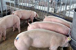 Giá lợn hơi hôm nay 14/8: Không có biến động