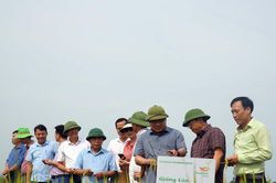 Tập trung thu hoạch nhanh gọn lúa hè thu, né tránh thiên tai