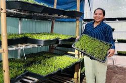 Trồng nấm rơm - rau mầm theo kinh tế tuần hoàn