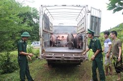 Siết chặt buôn lậu sản phẩm động vật qua biên giới