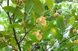 Nhớ mùi hương hoa dủ dẻ