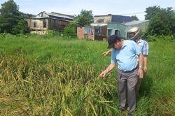 Khắc phục thiệt hại lúa hè thu bị giông lốc gây ngã đổ