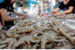 Xuất khẩu tôm Việt Nam sang thị trường EU tăng trưởng tốt