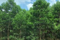 EU dự kiến dành 3,5 triệu Euro hỗ trợ các nước Đông Nam Á thích ứng với EUDR