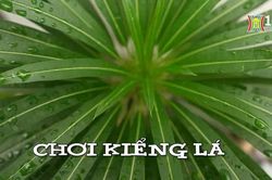 Chơi kiểng lá | Nhịp sống Hà Nội | 16/08/2024