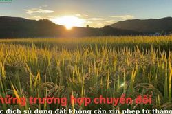 Những trường hợp chuyển đổi mục đích sử dụng đất không cần xin phép từ tháng 8