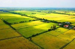 Luật Đất đai 2024 quy định về cho thuê đất như thế nào?