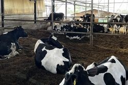 5.812 con bò sữa tại Lâm Đồng mắc bệnh