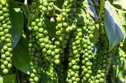 Giá tiêu Việt Nam đang thấp nhất thế giới