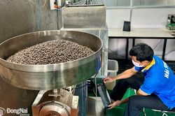 Mất vùng nguyên liệu, doanh nghiệp chế biến cà phê lao đao