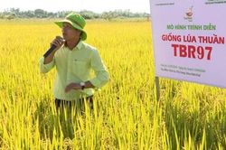 Năng suất lúa hè thu 2024 đạt bình quân 61 tạ/ha