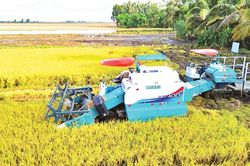 Trồng lúa phát thải thấp, hiệu quả cao