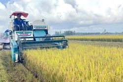 Giảm chi phí, tăng thu nhập từ canh tác lúa tiên tiến