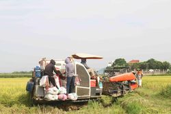 Máy gặt lùi trên ruộng khiến một phụ nữ đi lấy rơm bị thương nặng