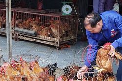 Người chăn nuôi Nghệ An tăng đàn gà trống bán Tết