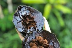 Độc đáo socola mọc trên cây thơm ngon hấp dẫn