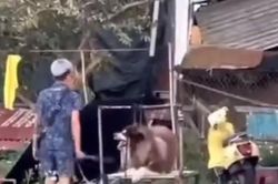 Chính quyền lên tiếng vụ chó ở quảng trường Đà Lạt bị chủ đánh dã man