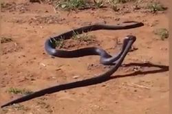 Clip: Rắn ngoặm đầu đồng loại kéo vào bụi rậm để ăn thịt