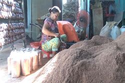 Tiềm năng từ mô hình trồng nấm bào ngư của nông dân Tây Ninh