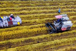 Giá lúa gạo hôm nay 23/8/2024: Lúa gạo tăng giảm trái chiều