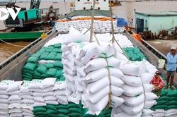 Giá lúa gạo hôm nay 24/8/2024: Giá lúa giảm, giá gạo ổn định