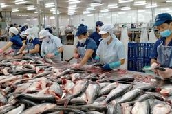 Xuất khẩu cá tra mang về hơn 1,1 tỷ USD trong 7 tháng