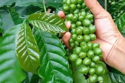 Giá cà phê hôm nay 25/8: USD xuống đáy giúp cà phê tuần tăng rực rỡ