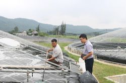 Người thuê lại đất trong khu nuôi trồng, sản xuất, chế biến nông, lâm, thủy sản tập trung có quyền và nghĩa vụ gì?