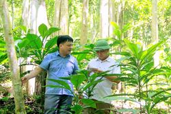 Vườn dược liệu quý dưới tán rừng săng lẻ ở miền Tây Nghệ An