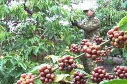 Giá cà phê hôm nay (27-8): Thiếu hụt nguồn cung, giá cà phê tăng cao