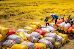 Giá lúa gạo hôm nay 27/8/2024: Gạo trong nước tăng nhẹ