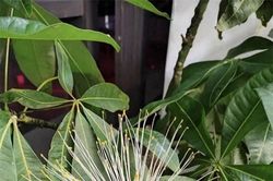 3 cây cảnh này nở hoa là 'kỳ tích' hiếm có, báo hiệu gia đình sắp có đại phúc, Thần Tài gõ cửa