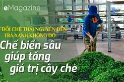 Chế biến sâu giúp tăng giá trị cây chè