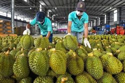 Xuất khẩu sầu riêng đạt 1,8 tỷ USD trong 8 tháng