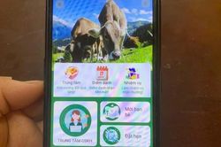 Người phụ nữ suýt mất 300 triệu vì tham gia đầu tư 'nuôi bò online'