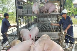 Giá lợn hơi hôm nay 28/8/2024: Ổn định