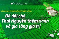 Để đồi chè Thái Nguyên thêm xanh và gia tăng giá trị