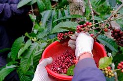 Giá cà phê hôm nay 29/8: tiếp tục tăng kỷ lục, trong nước vượt 122.000 đồng