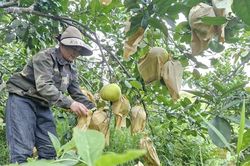 Hà Tĩnh: tập trung thu hoạch 'đặc sản' bưởi Phúc Trạch, né tránh thiên tai