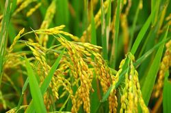 Giá lúa gạo hôm nay 29/8/2024: Biến động trái chiều
