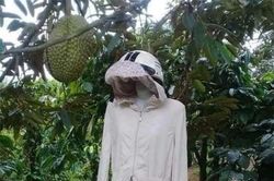 Chủ vườn sầu riêng nghĩ ra cách bảo vệ thành quả khiến trộm có mò vào cũng 'chạy mất dép'