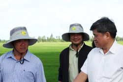Kiên Giang: Thực hiện tốt Đề án 1 triệu hécta lúa chất lượng cao để nâng tầm giá trị gạo Việt