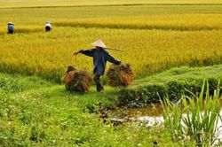 Giá lúa gạo hôm nay 30/8/2024: Giá lúa gạo giảm nhẹ