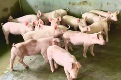 Giá lợn hơi hôm nay 30/8/2024: Ổn định ở mức cao