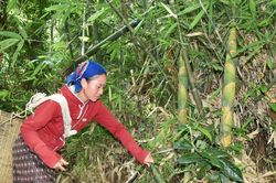 Mùa hái măng rừng ở Nghệ An